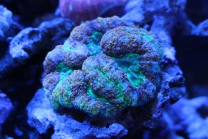 AUS産LPS珊瑚