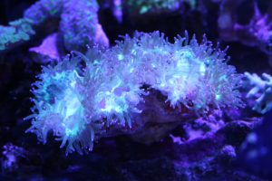 AUS産 SPS・LPS 珊瑚