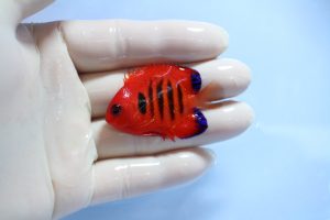 紅海･ﾏｰｼｬﾙ 海水魚