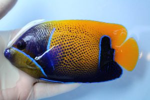 ｶﾘﾌﾞ･ﾊﾞﾘ 海水魚