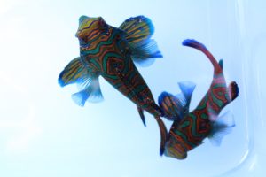 ｾﾌﾞ･ﾏﾆﾗ 海水魚