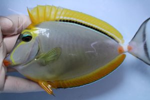 ｶﾘﾌﾞ･ｽﾘﾗﾝｶ 海水魚