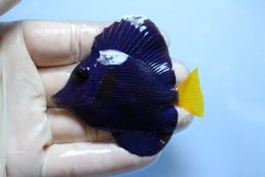 紅海･ｽﾘﾗﾝｶ 海水魚