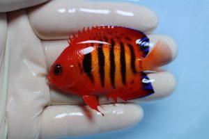 紅海･ﾏｰｼｬﾙ 海水魚