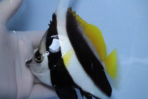 ｾﾌﾞ･ﾏﾆﾗ 海水魚