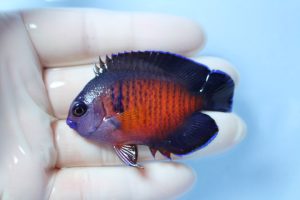 ｾﾌﾞ･ﾏﾆﾗ 海水魚