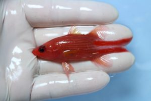 ﾓﾙｼﾞﾌﾞ･ﾄﾞﾐﾆｶ･ﾏｰｼｬﾙ 海水魚