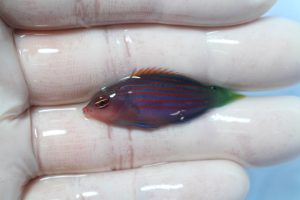 ｾﾌﾞ･ﾏﾆﾗ 海水魚