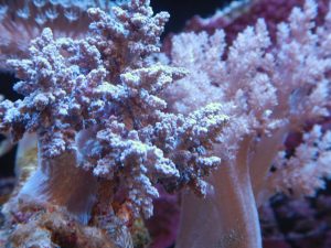 沖縄 ｿﾌﾄｺｰﾗﾙ