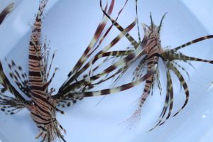 ｾﾌﾞ･ﾏﾆﾗ 海水魚
