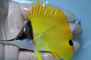 ｾﾌﾞ･ﾏﾆﾗ 海水魚