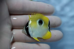 ｾﾌﾞ･ﾏﾆﾗ 海水魚