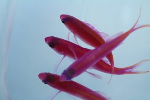 ｾﾌﾞ･ﾏﾆﾗ 海水魚